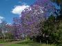 jacaranda-2010 027